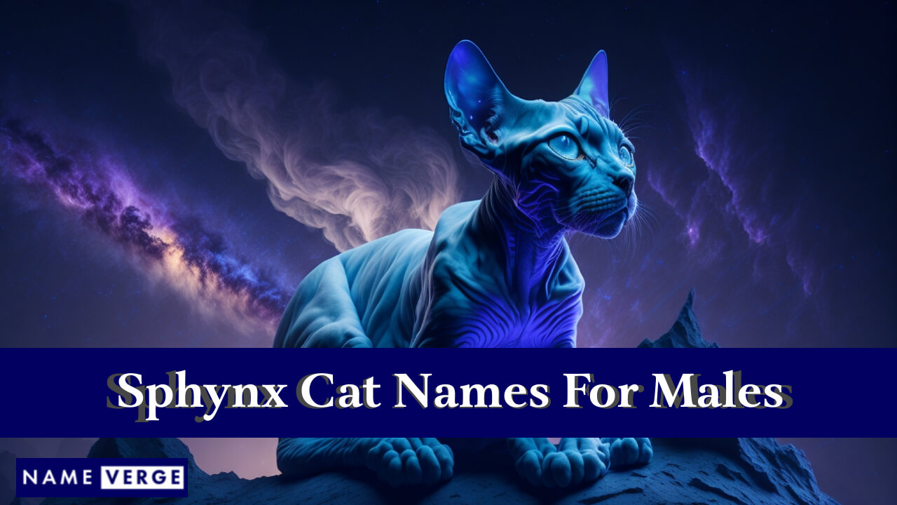 Sphynx Cat Names For Males