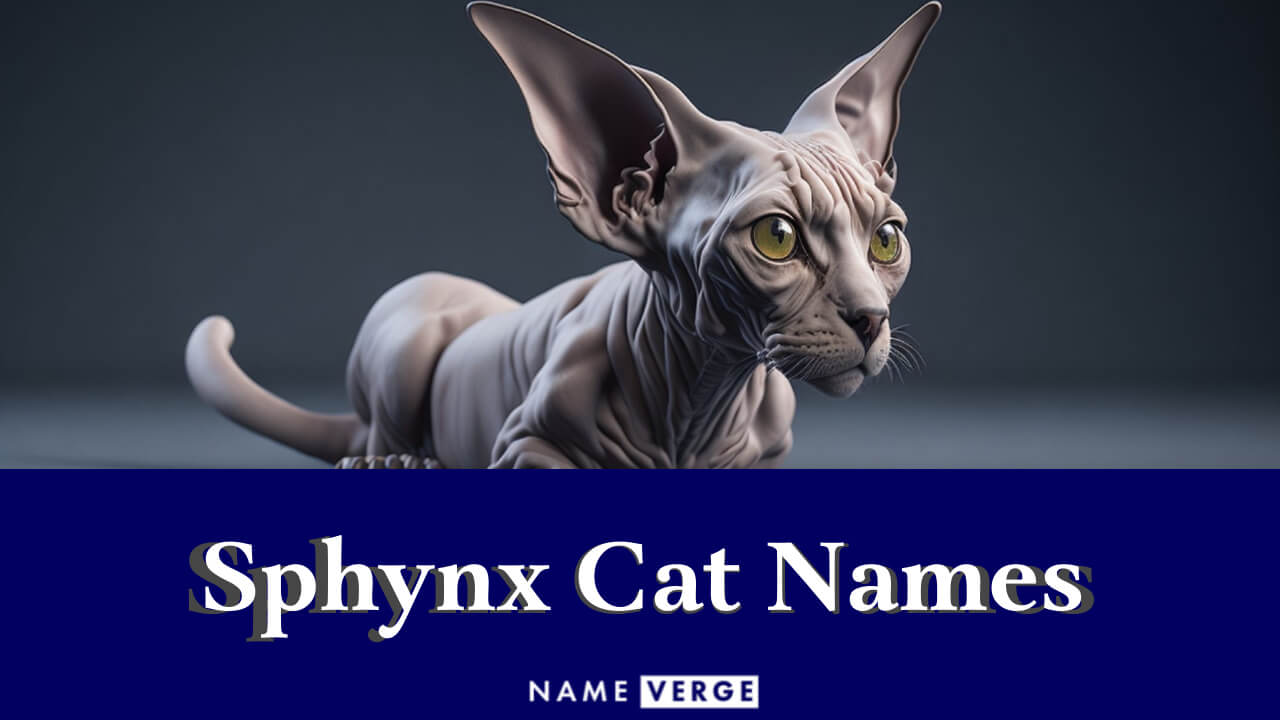 Sphynx Cat Names: 333+ Unique Names For Your Hairless Cat