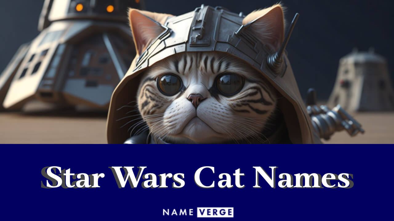 Star Wars Cat Names: 231+ Funny Star Wars Cat Names
