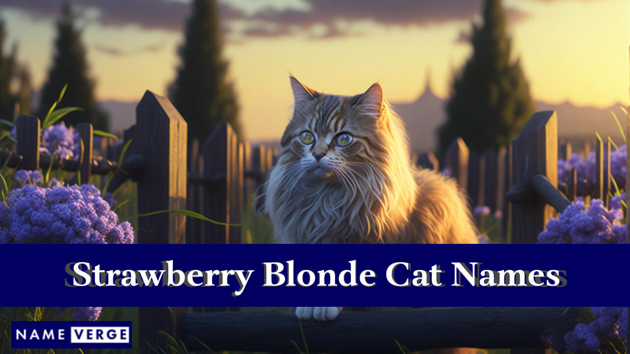Strawberry Blonde Cat Names