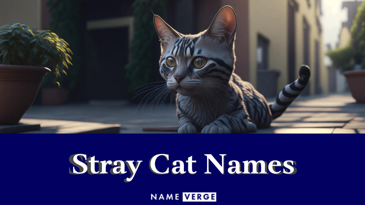 Stray Cat Names: 400 Funny Names For Your Stray Feline