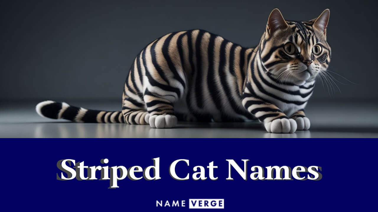 Striped Cat Names: 299+ Cool Names For Your Striped Cat