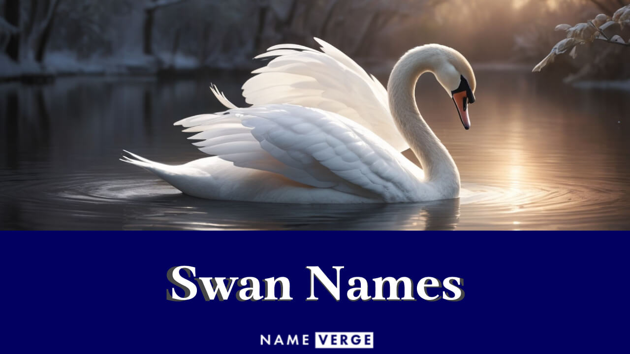 Swan Names: 414+ Funny Names For Your Beautiful Bird
