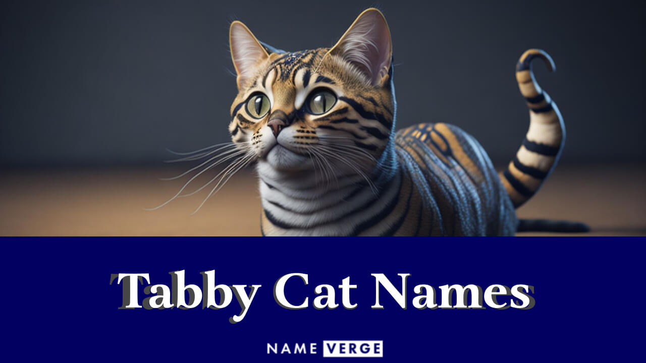 Tabby Cat Names: 365+ Sweet Names For Your Patterned Cat