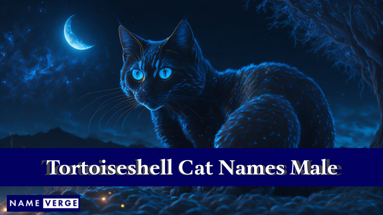 Tortoiseshell Cat Names Male