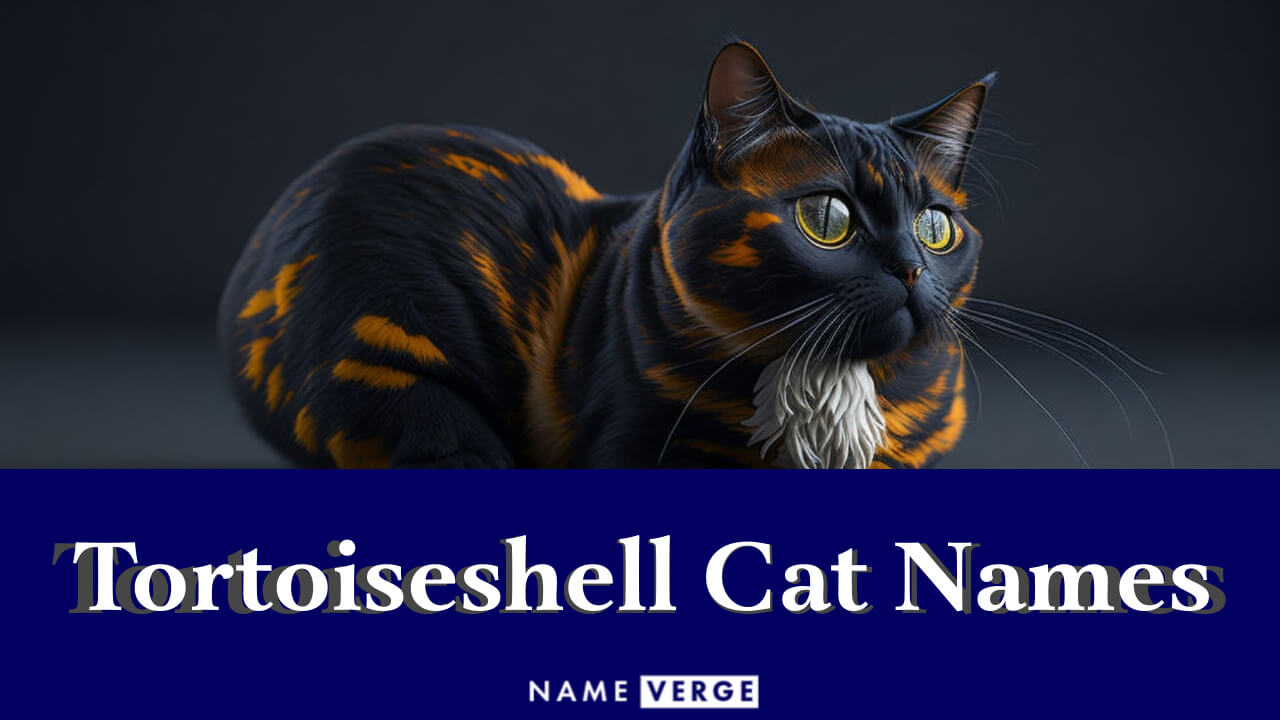 Tortoiseshell Cat Names: 299+ Colorful Name Ideas