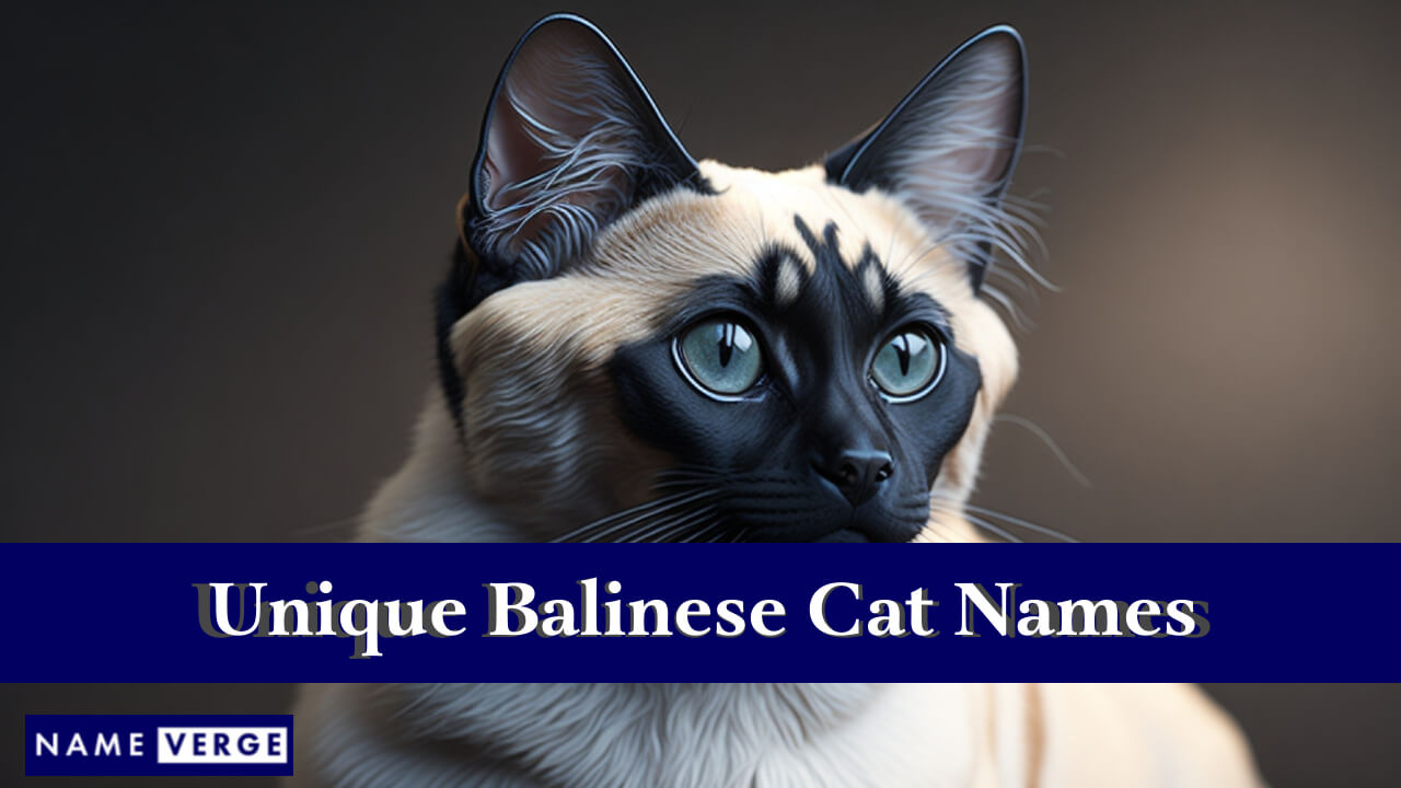 Unique Balinese Cat Names