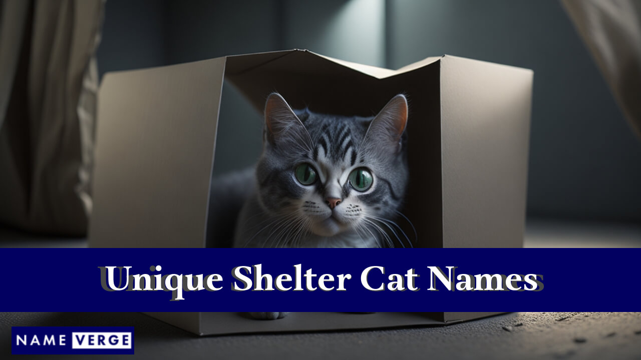 Unique Shelter Cat Names