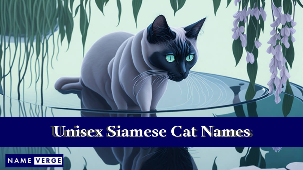 Unisex Siamese Cat Names