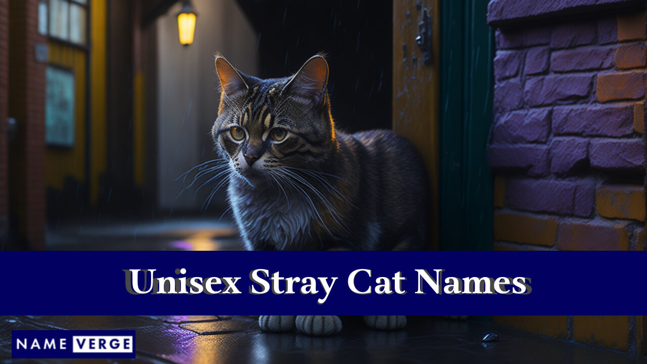 Unisex Stray Cat Names