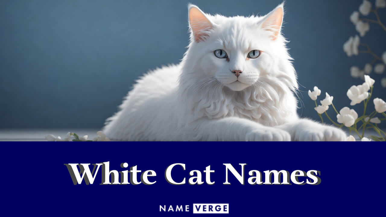 White Cat Names: 444+ Amazing Names For Your White Cat