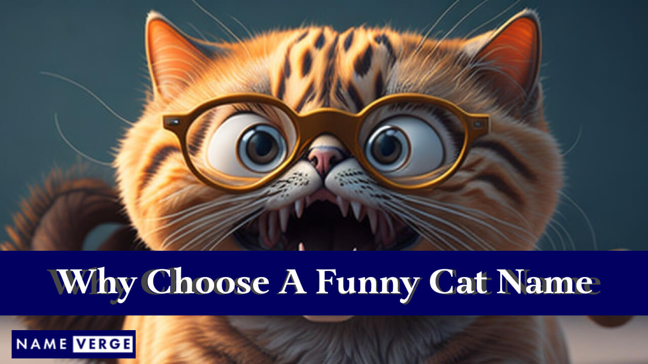 Why Choose A Funny Cat Name