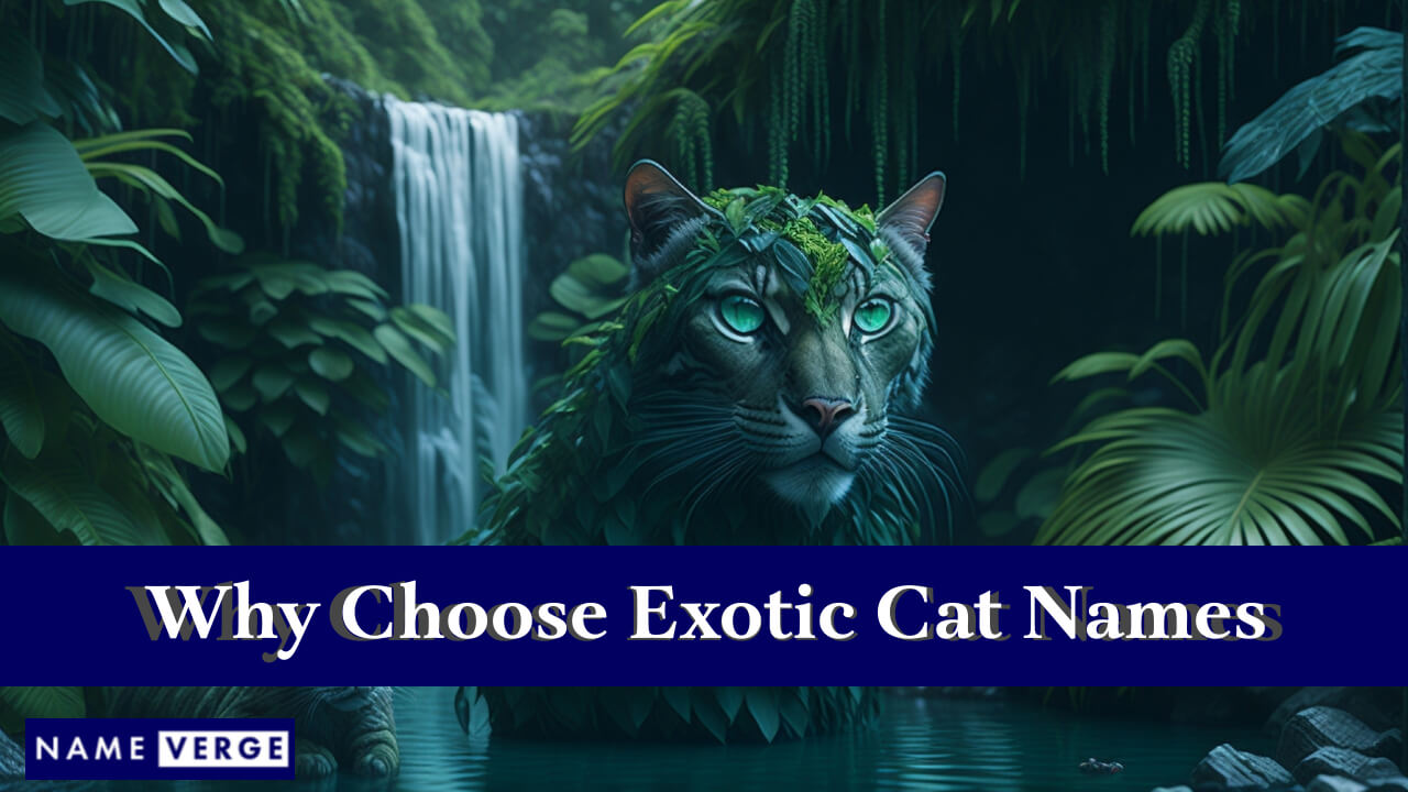Why Choose Exotic Cat Names