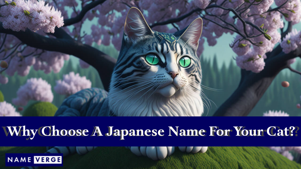Why Choose A Japanese Name For Your Cat?